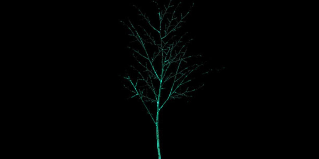 glowingtrees