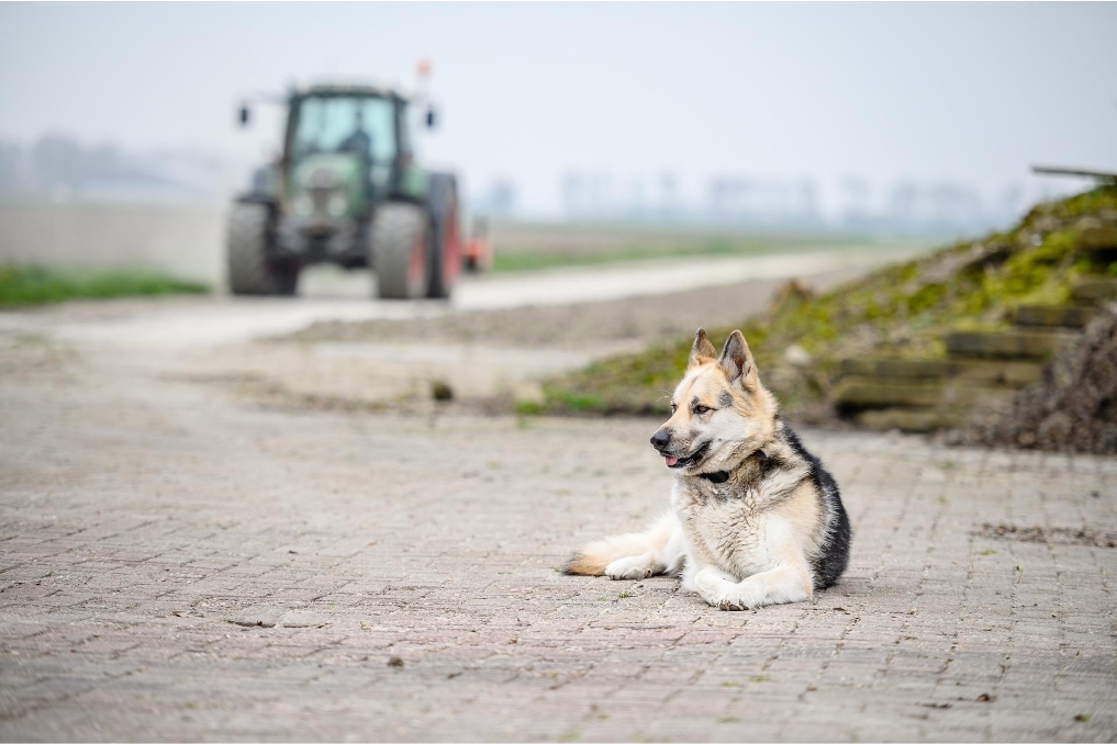 Tafereel van een boerenbedrijf. Hond op de voorgrond, trekker op de achtergrond.