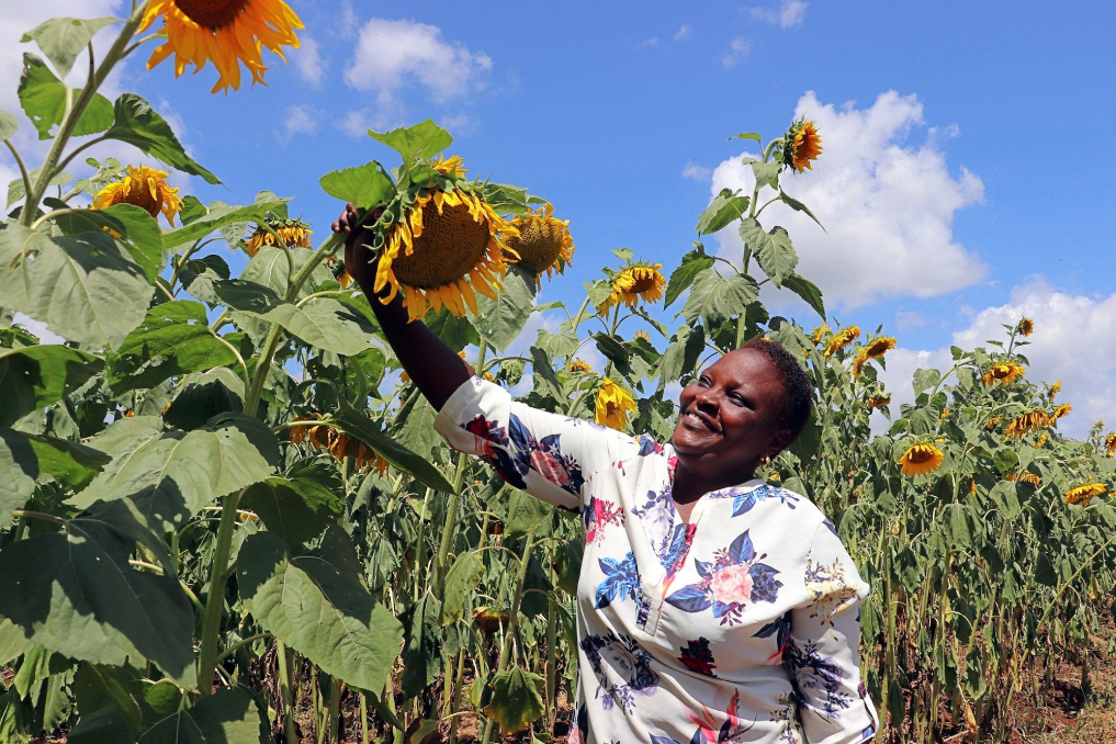 vrouwe op zonnebloemenakker. Bij BZ werk je aan wereldwijde thema's als voedselvoorziening