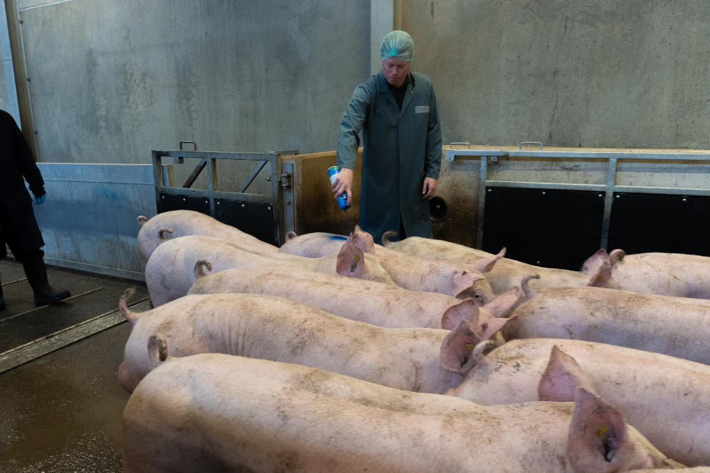 NVWA-dierenarts Dennis inspecteert varkens in een slachthuis