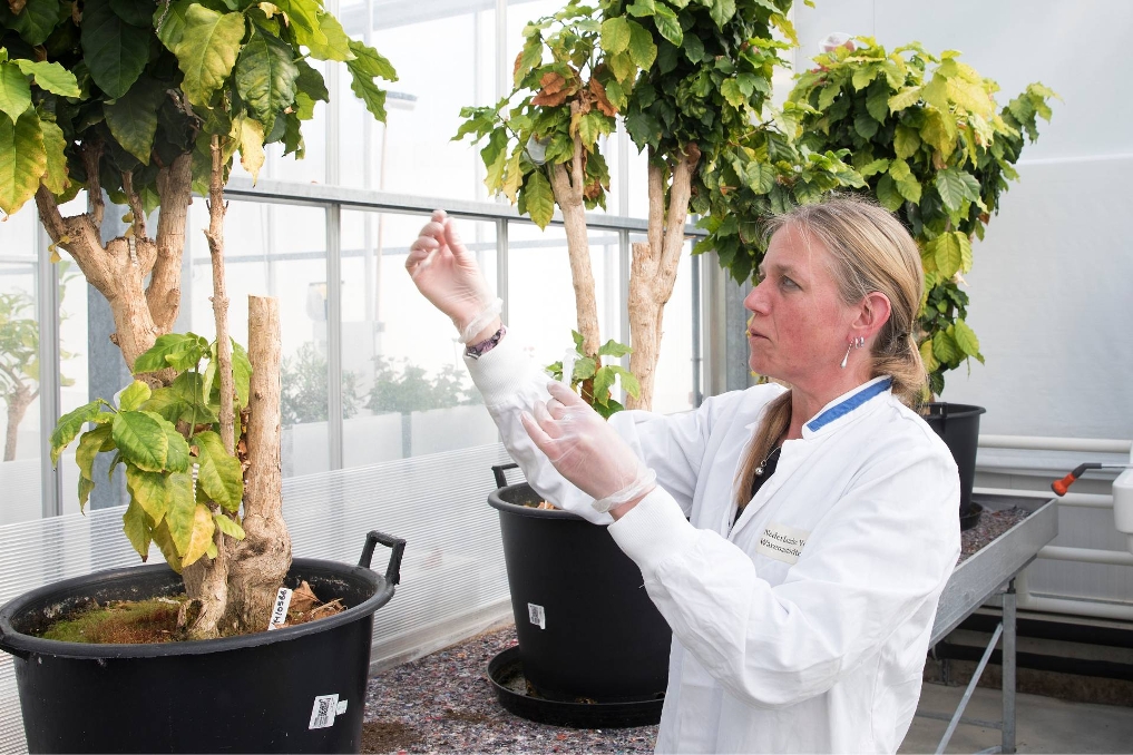 Een onderzoeker fytosanitair aan het werk met een plant in een van de laboratoria van de NVWA